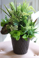 atrakcyjna kompozycja sukulenty Millani, wys.38cm