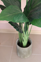 oryginalna kompozycja Strelicja La Luna, wys.110cm