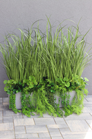 Balconera Ferina, ekskluzywna kompozycja z trawami w donicy, wys.95cm