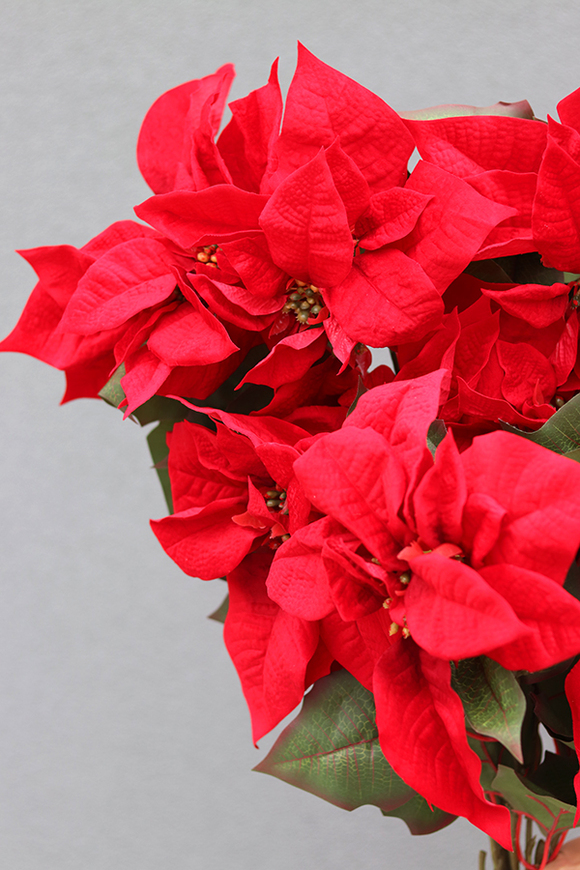 OD RĘKI Gwiazda Betlejemska, świąteczny kwiat poisencji, krzew, wys.60cm 