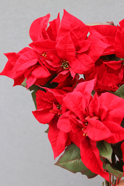 Gwiazda Betlejemska, świąteczny kwiat poisencji, krzew, wys.60cm