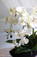 Laos Black 2 elegancki storczyk w czarnej donicy, wys.63cm