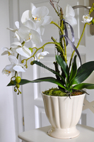 storczyk Loretto w ceramicznej, kremowej donicy wys.53cm