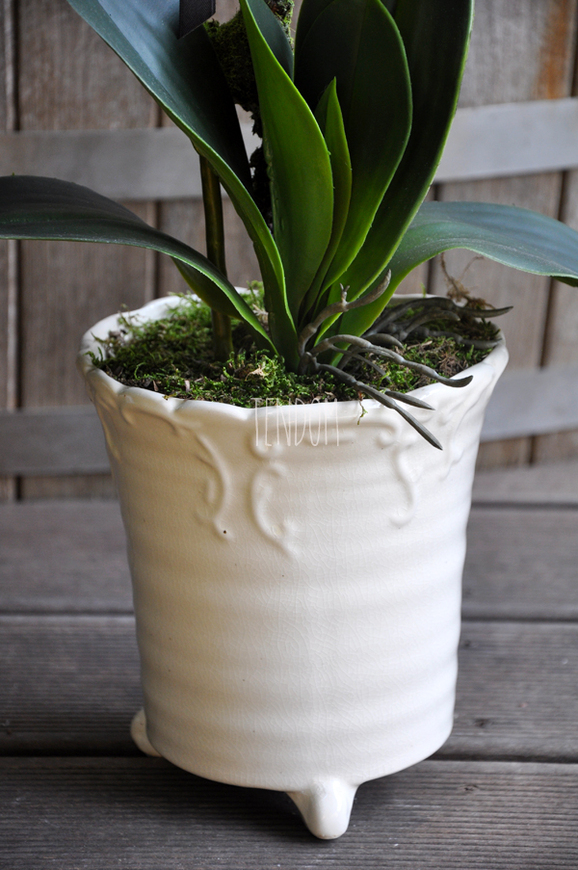 storczyk Creme w donicy ecru wys.65cm