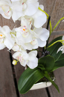 storczyk Madelene w eleganckiej donicy, wys.54cm