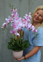 Pink House, storczyk w różowej ceramicznej donicy, wys.70cm 