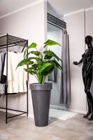 Pons donica ciemny marmurek 44x75cm