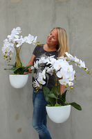 Cinderella Big, elegancki storczyk w białej donicy, wys.74cm