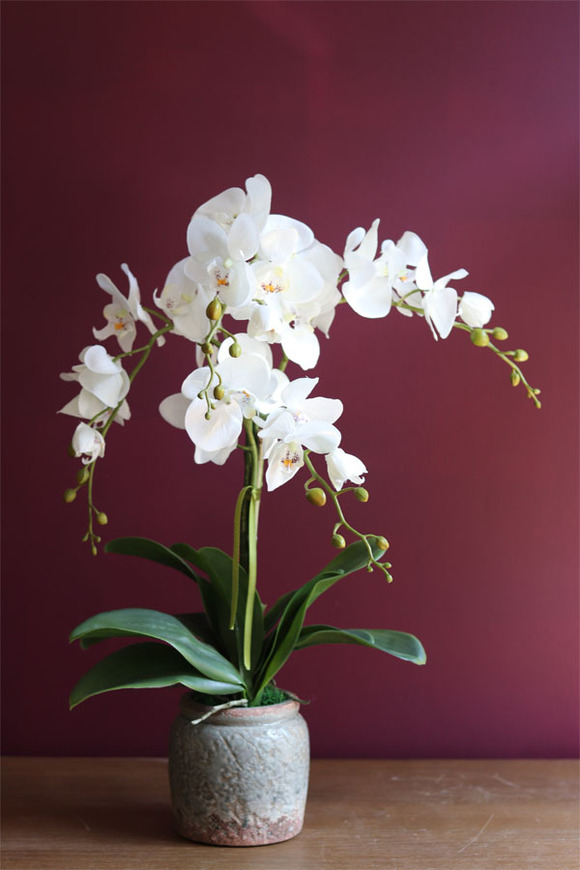 elegancki storczyk w ozdobnej donicy, Verona Mini, wys.60cm