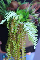 atrakcyjna kompozycja sukulenty Tenorra, wys.44cm