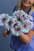 Gerbery Flamenco, bukiet zielono-różowych kwiatów, dł.51cm