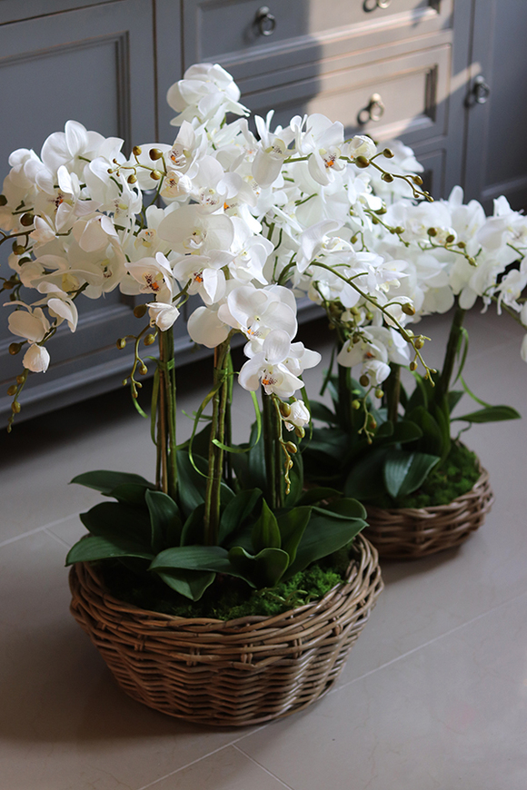 efektowny storczyk w wiklinowym koszu, Rattania Big, wys.86cm 