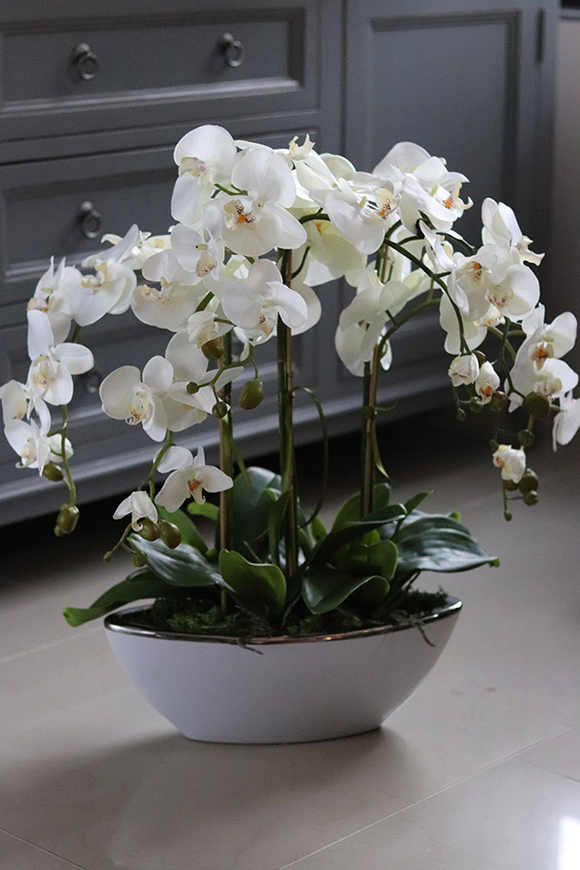 elegancki storczyk w białej donicy ze srebrnym rantem, White Laos, wys.70cm