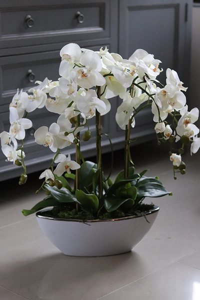 elegancki storczyk w białej donicy ze srebrnym rantem, White Laos, wys.70cm