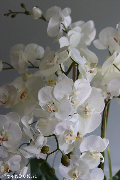 Georgia Big 2, efektowny storczyk w koszu z trawy, wys.86cm