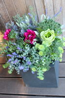 kompozycja Fuksja w sześciennej donicy, wys.47cm