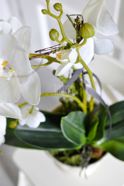 storczyk Loretto w ceramicznej, kremowej donicy wys.53cm