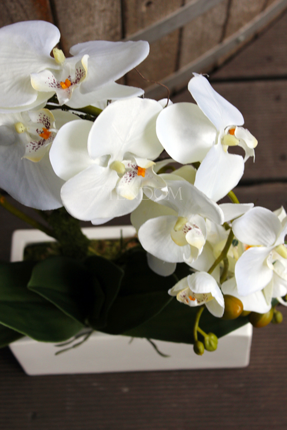 storczyk Banerra w minimalistycznej donicy, wys.45cm