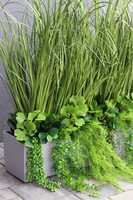 Balconera Ferina, ekskluzywna kompozycja z trawami w donicy, wys.95cm