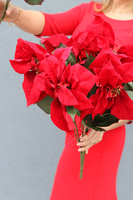 Gwiazda Betlejemska, świąteczny kwiat poisencji, krzew, wys.60cm