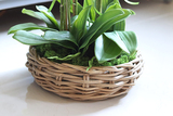 efektowny storczyk w wiklinowym koszu, Rattania Small, wys.57cm 