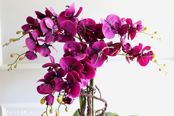 Laos Paloma, fioletowy storczyk w lustrzanej donicy, wys.62cm
