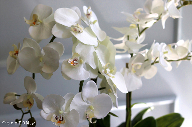 Laos Black 2 elegancki storczyk w czarnej donicy, wys.63cm