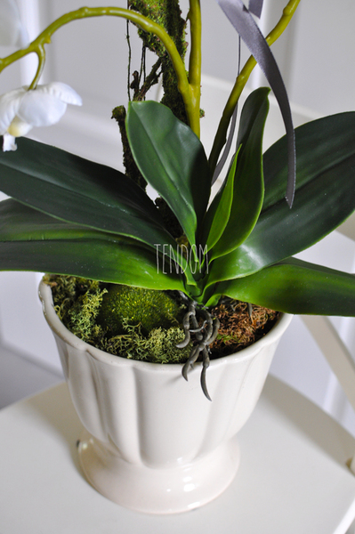 storczyk Loretto w ceramicznej, kremowej donicy wys.53cm