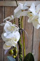 storczyk Creme w donicy ecru wys.65cm