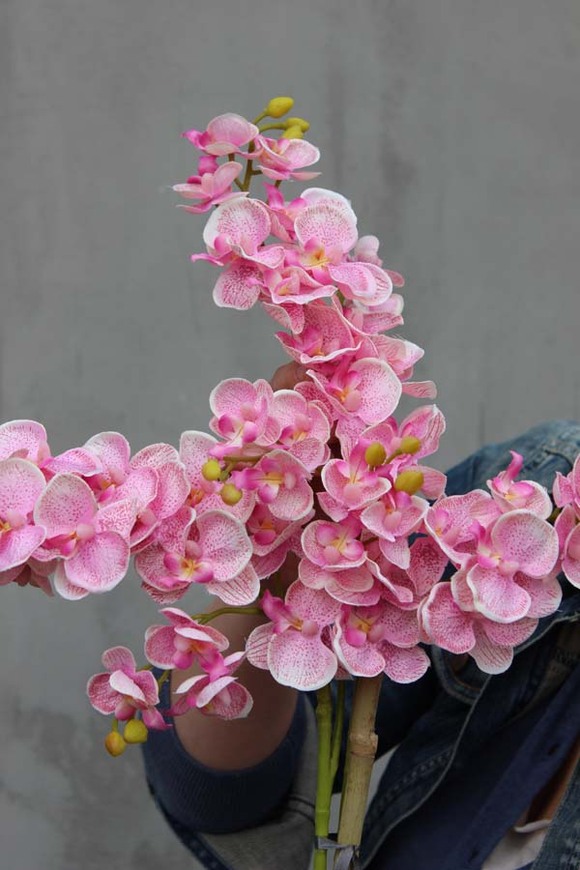 elegancki storczyk Girl w białej donicy, wys.45cm