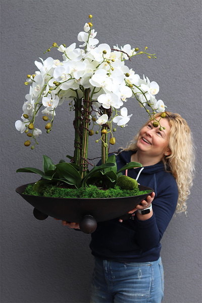 bardzo duży storczyk Fire Grande, wys.80cm 