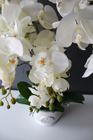 Prima kremowy storczyk w ażurowej donicy wys.66cm