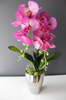 storczyk Fuksja Silver w srebrnej donicy wys.55cm 