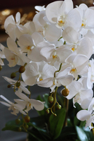 elegancki biały storczyk w ceramicznej donicy, Ronella, wys.64cm 