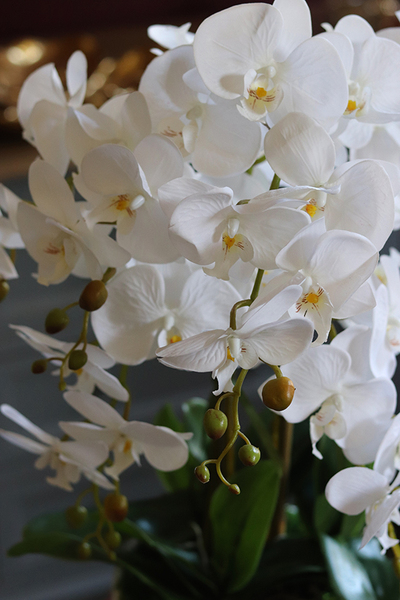 elegancki biały storczyk w ceramicznej donicy, Ronella, wys.64cm 