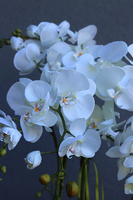 efektowny storczyk w cementowej donicy, Teofila, wys.72cm 