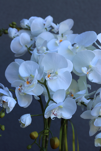 efektowny storczyk w cementowej donicy, Teofila, wys.72cm 