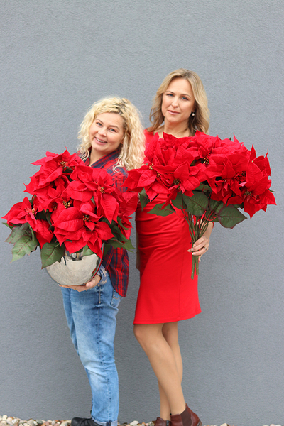 OD RĘKI Gwiazda Betlejemska, świąteczny kwiat poisencji, krzew, wys.60cm 