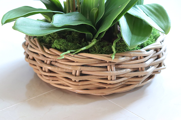 efektowny storczyk w wiklinowym koszu, Rattania Small, wys.57cm 