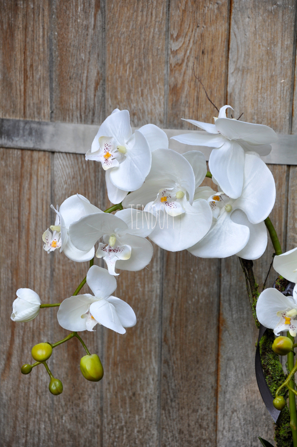 storczyk Creme w donicy ecru wys.65cm