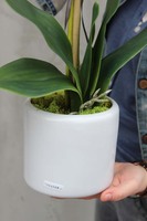 elegancki storczyk Girl w białej donicy, wys.45cm