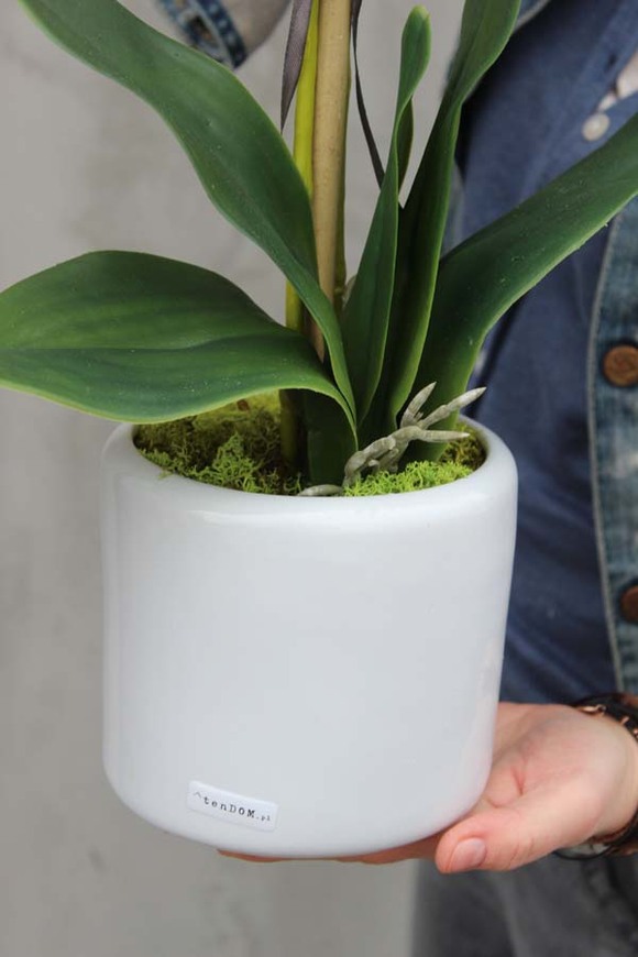 elegancki storczyk Girl w białej donicy, wys.45cm