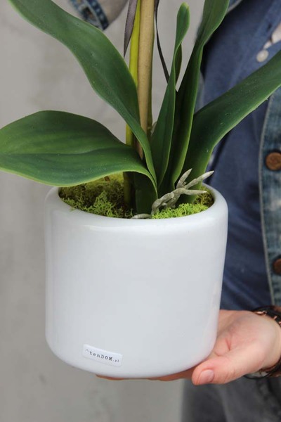 elegancki storczyk Girl w białej donicy, wys.45cm