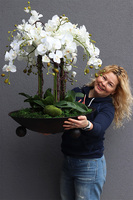 bardzo duży storczyk Fire Grande, wys.80cm