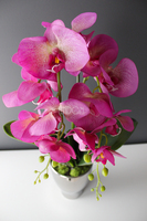 storczyk Fuksja Silver w srebrnej donicy wys.55cm 