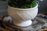elegancki biały storczyk w ceramicznej donicy, Ronella, wys.64cm