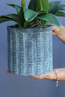 efektowny storczyk w cementowej donicy, Teofila, wys.72cm 