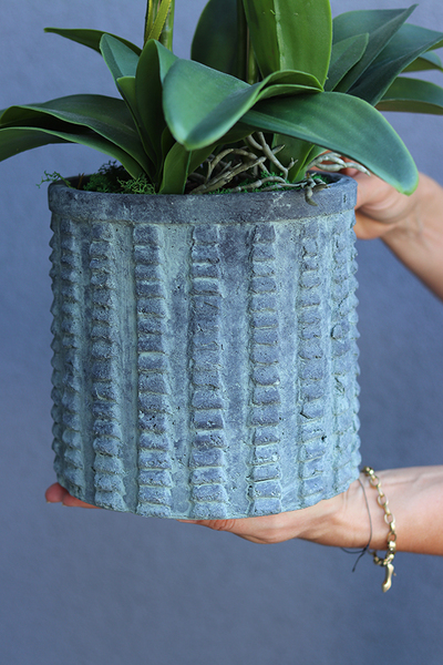 efektowny storczyk w cementowej donicy, Teofila, wys.72cm 