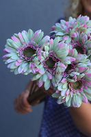 Gerbery Flamenco, bukiet zielono-różowych kwiatów, dł.51cm