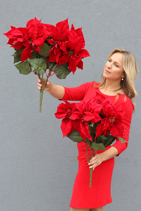 OD RĘKI Gwiazda Betlejemska, świąteczny kwiat poisencji, krzew, wys.60cm 